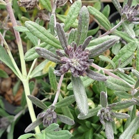 Teucrium ackermannii